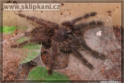 Cyriopagopus_sp._"blue"